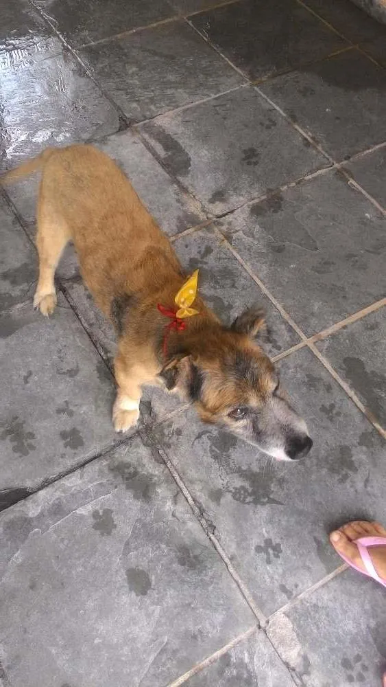 Cachorro ra a SRD idade 6 ou mais anos nome Ralf