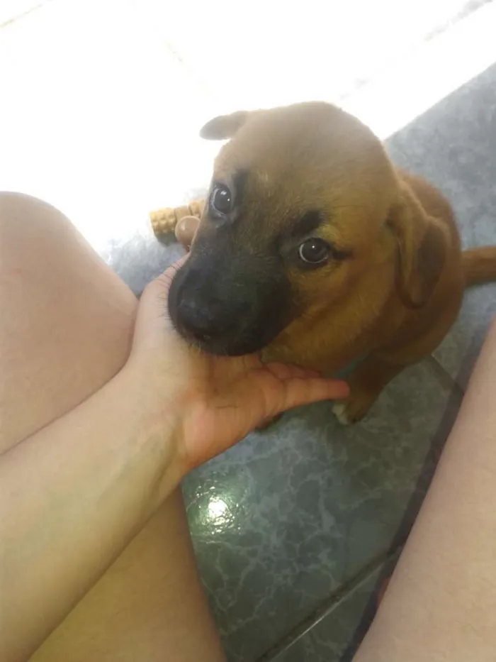 Cachorro ra a não definida idade Abaixo de 2 meses nome Jujuba