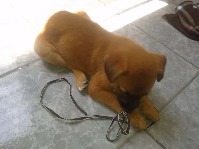 Cachorro ra a não definida idade Abaixo de 2 meses nome Jujuba