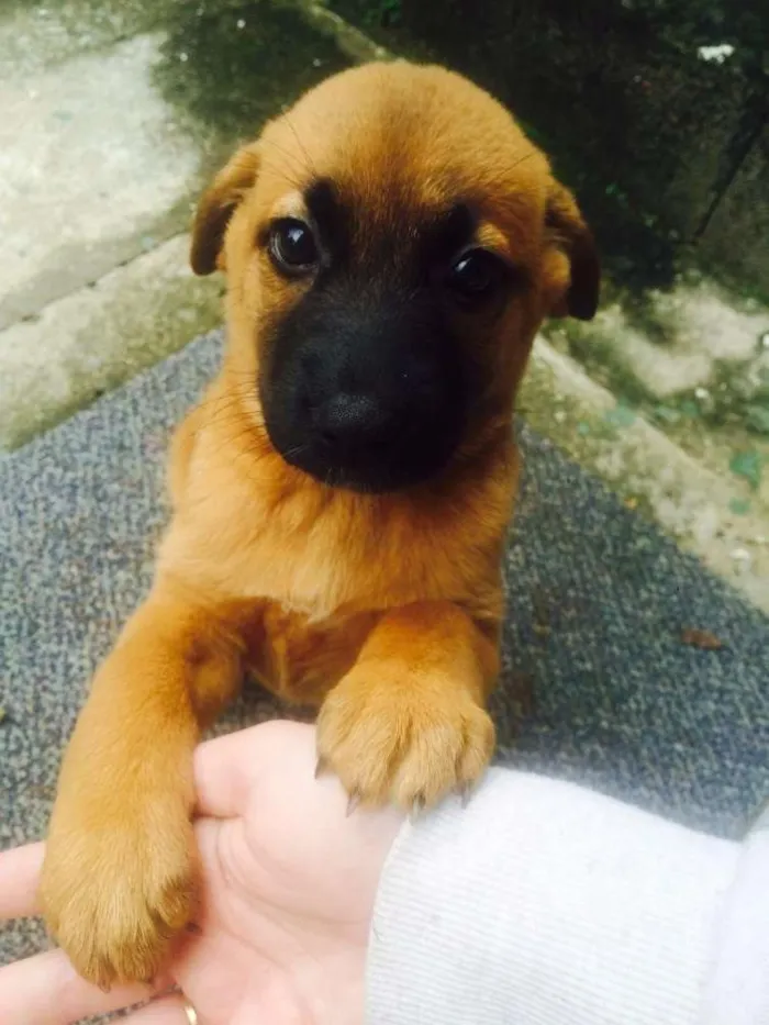 Cachorro ra a não definida idade Abaixo de 2 meses nome Jujuba