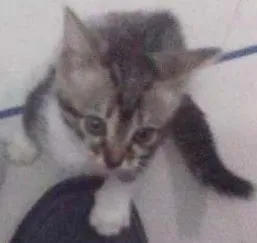 Gato raça  idade 2 a 6 meses nome Não tem nome ainda