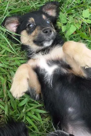 Cachorro raça Não sei idade 2 a 6 meses nome Sem nome