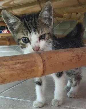 Gato raça  idade Abaixo de 2 meses nome Elsa