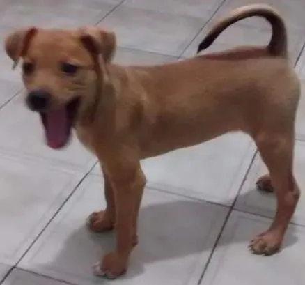 Cachorro ra a Vira lata idade 2 a 6 meses nome Dara
