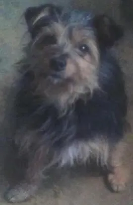 Cachorro raça Não definida idade 1 ano nome Snoop