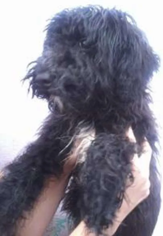Cachorro ra a  idade  nome Severina
