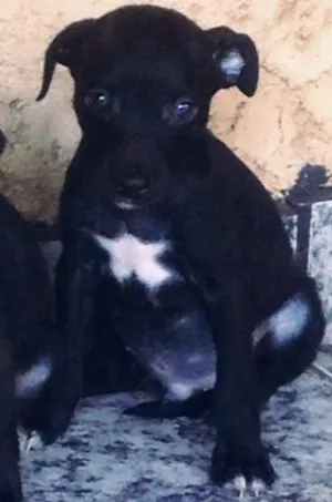 Cachorro raça indefinida idade 2 a 6 meses nome sem nome (ao gosto 
