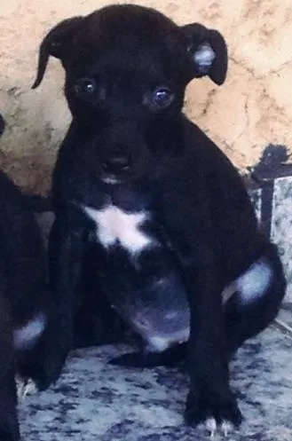 Cachorro ra a indefinida idade 2 a 6 meses nome sem nome (ao gosto 