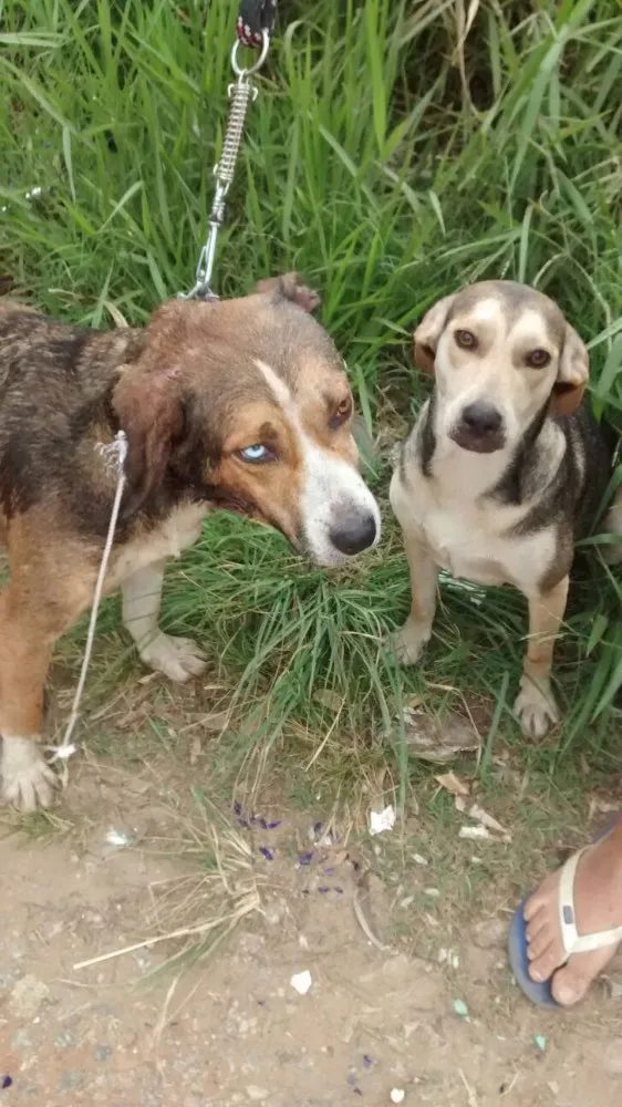 Cachorro ra a Srd idade  nome Sem nome 