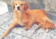 Layka 