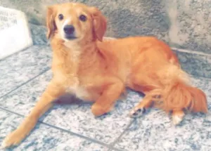 Cachorro raça indefinida idade 2 anos nome Layka 