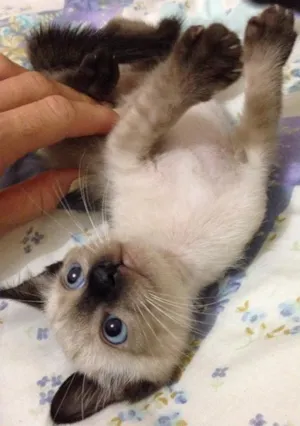 Gato raça Siamesa idade Abaixo de 2 meses nome Maria