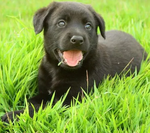 Cachorro ra a Sem Raça Definida idade Abaixo de 2 meses nome Orácio