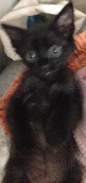 Gato raça Angora idade Abaixo de 2 meses nome Joao