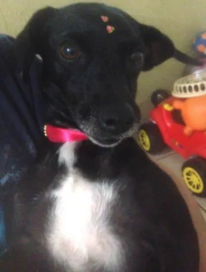 Cachorro raça Vira lata idade 2 anos nome Sem nome