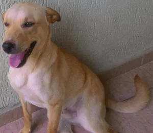 Cachorro raça SRD idade 1 ano nome mel, Alemao e Toby