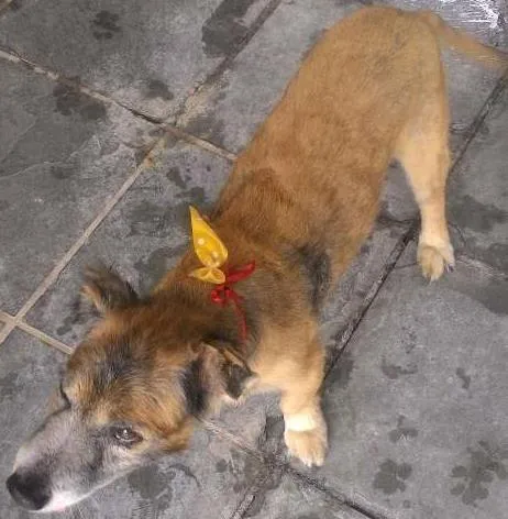 Cachorro ra a SRD idade 6 ou mais anos nome Ralf