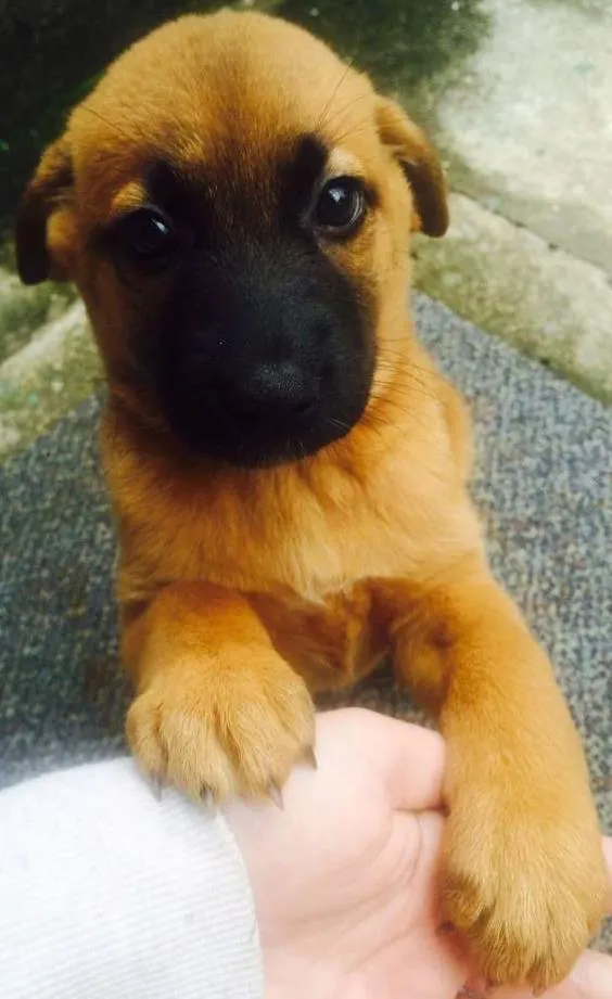 Cachorro ra a não definida idade Abaixo de 2 meses nome Jujuba