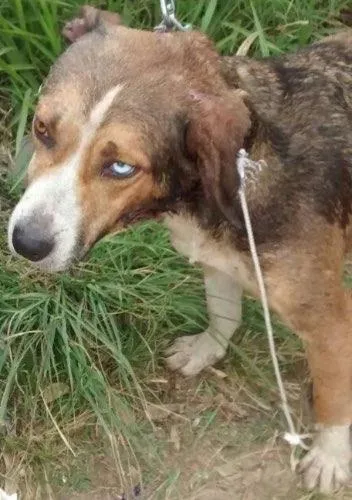 Cachorro ra a Srd idade  nome Sem nome 