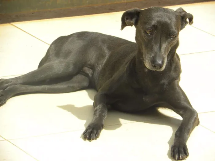 Cachorro ra a vira lata  idade 2 anos nome lola ,deicy, pitchula 