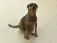 lola ,deicy, pitchula 