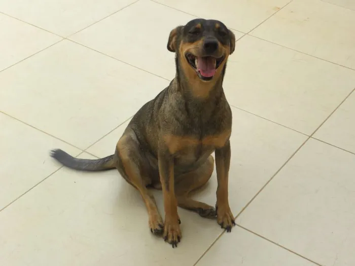 Cachorro ra a vira lata  idade 2 anos nome lola ,deicy, pitchula 