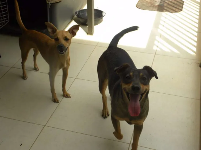Cachorro ra a vira lata  idade 2 anos nome lola ,deicy, pitchula 