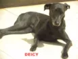 lola ,deicy, pitchula 