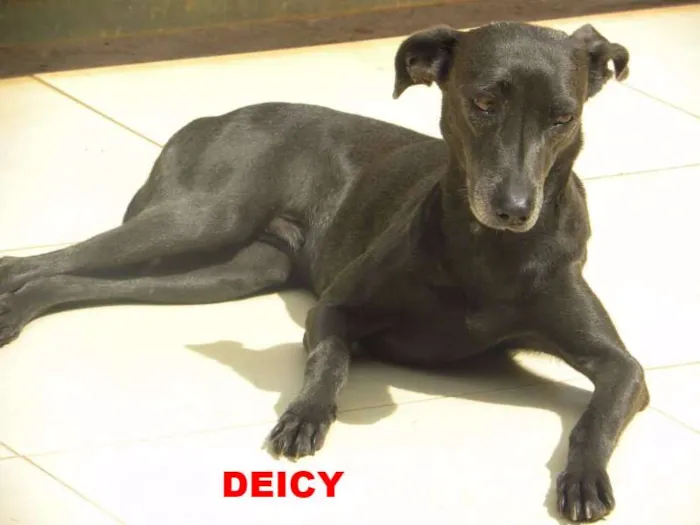 Cachorro ra a vira lata  idade 2 anos nome lola ,deicy, pitchula 