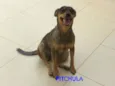 lola ,deicy, pitchula 