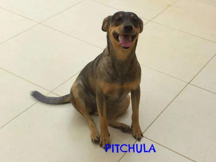 Cachorro ra a vira lata  idade 2 anos nome lola ,deicy, pitchula 