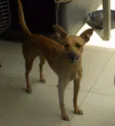 lola ,deicy, pitchula 