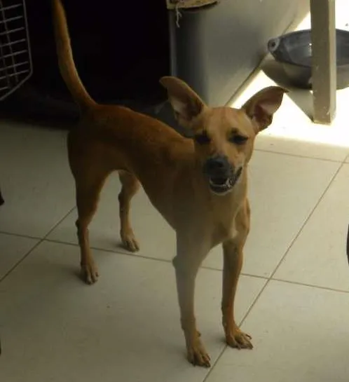 Cachorro ra a vira lata  idade 2 anos nome lola ,deicy, pitchula 