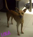 lola ,deicy, pitchula 