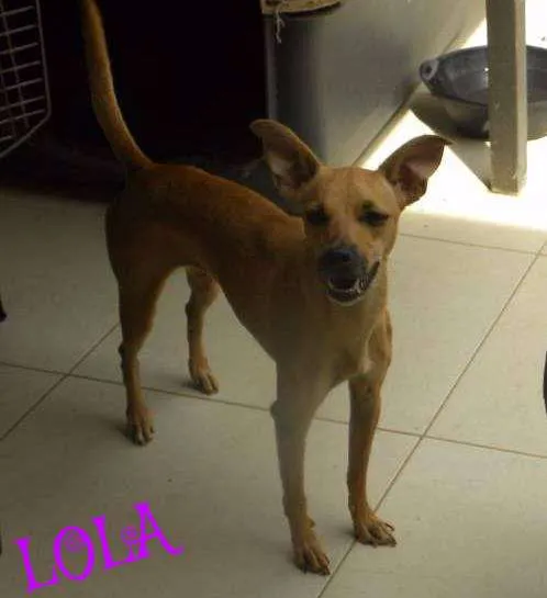 Cachorro ra a vira lata  idade 2 anos nome lola ,deicy, pitchula 