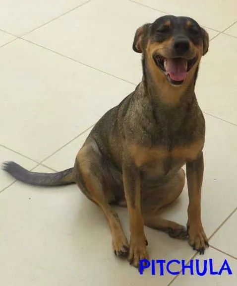 Cachorro ra a vira lata  idade 2 anos nome lola ,deicy, pitchula 