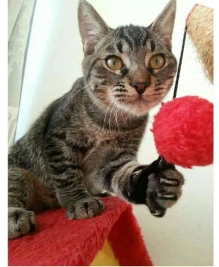 Gato ra a SRD idade 7 a 11 meses nome Tony