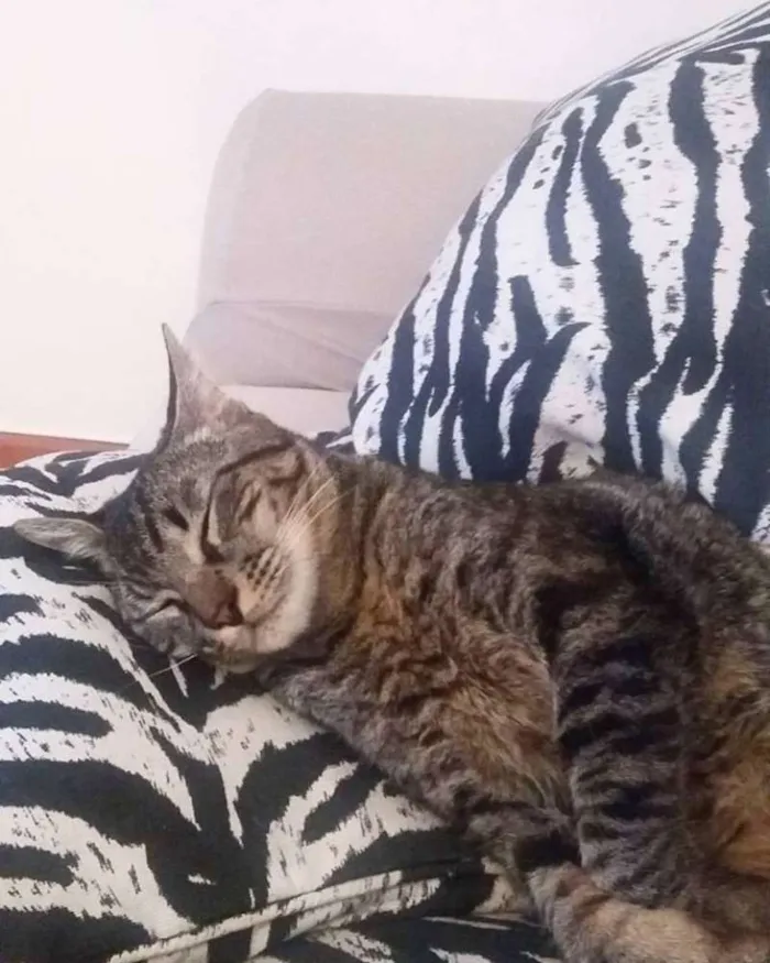 Gato ra a SRD idade 7 a 11 meses nome Tony