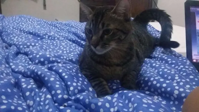 Gato ra a SRD idade 7 a 11 meses nome Tony