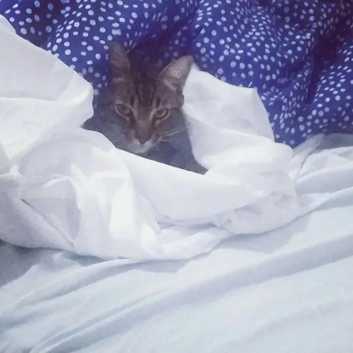 Gato ra a SRD idade 7 a 11 meses nome Tony