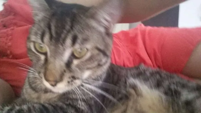 Gato ra a SRD idade 7 a 11 meses nome Tony