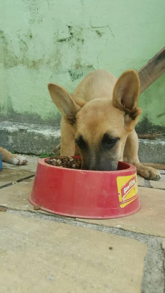 Cachorro ra a Mistura de pastor com lavrador e mais alguma coisa que não sei identificar idade 2 a 6 meses nome Não tem