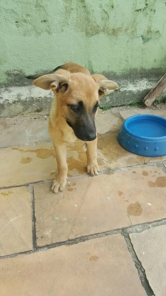 Cachorro ra a Mistura de pastor com lavrador e mais alguma coisa que não sei identificar idade 2 a 6 meses nome Não tem