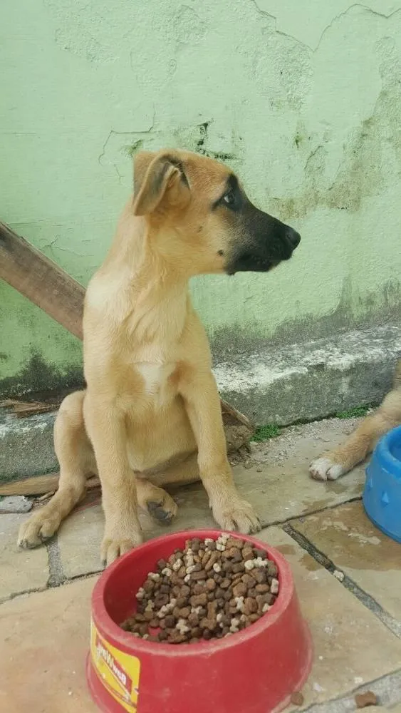 Cachorro ra a Mistura de pastor com lavrador e mais alguma coisa que não sei identificar idade 2 a 6 meses nome Não tem