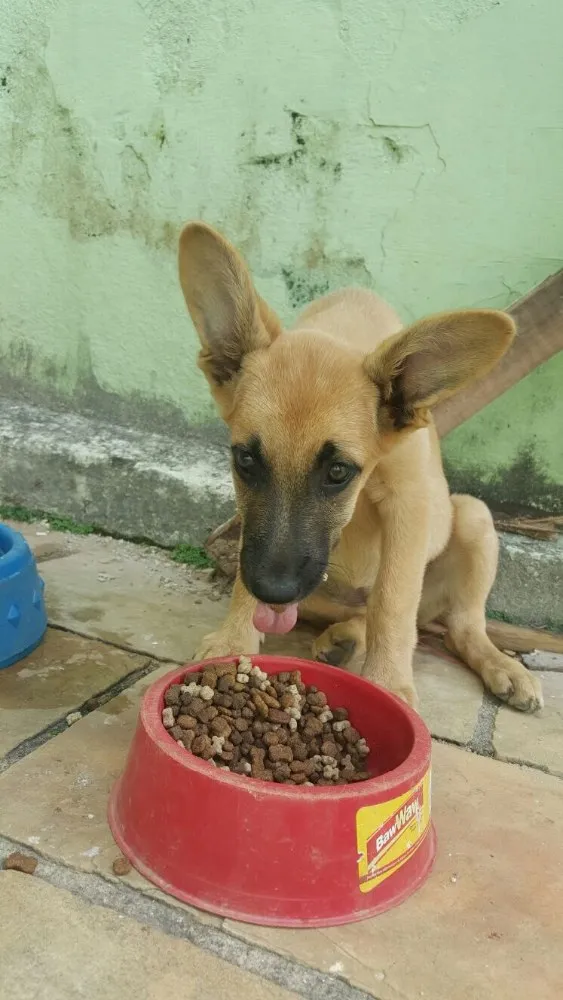 Cachorro ra a Mistura de pastor com lavrador e mais alguma coisa que não sei identificar idade 2 a 6 meses nome Não tem