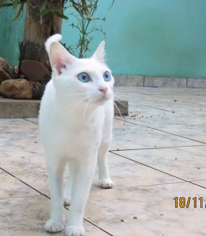 Gato raça sem raça definida  idade 2 anos nome sem nome 