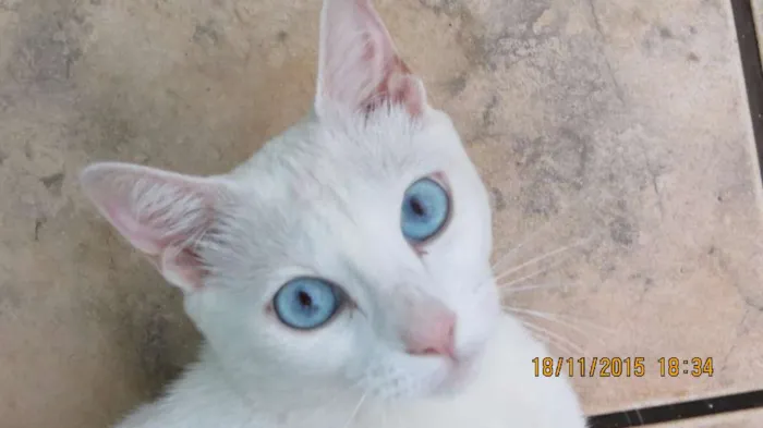 Gato raça sem raça definida  idade 2 anos nome sem nome 