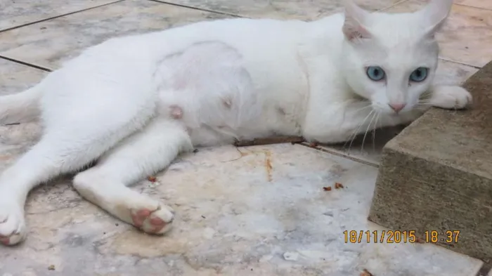 Gato raça sem raça definida  idade 2 anos nome sem nome 