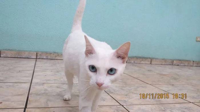Gato raça sem raça definida  idade 2 anos nome sem nome 