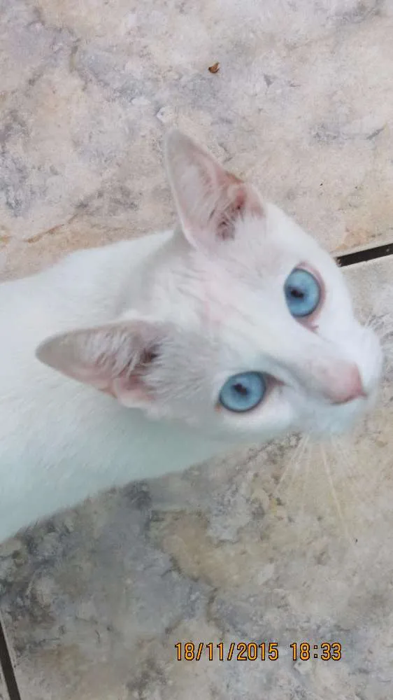Gato raça sem raça definida  idade 2 anos nome sem nome 